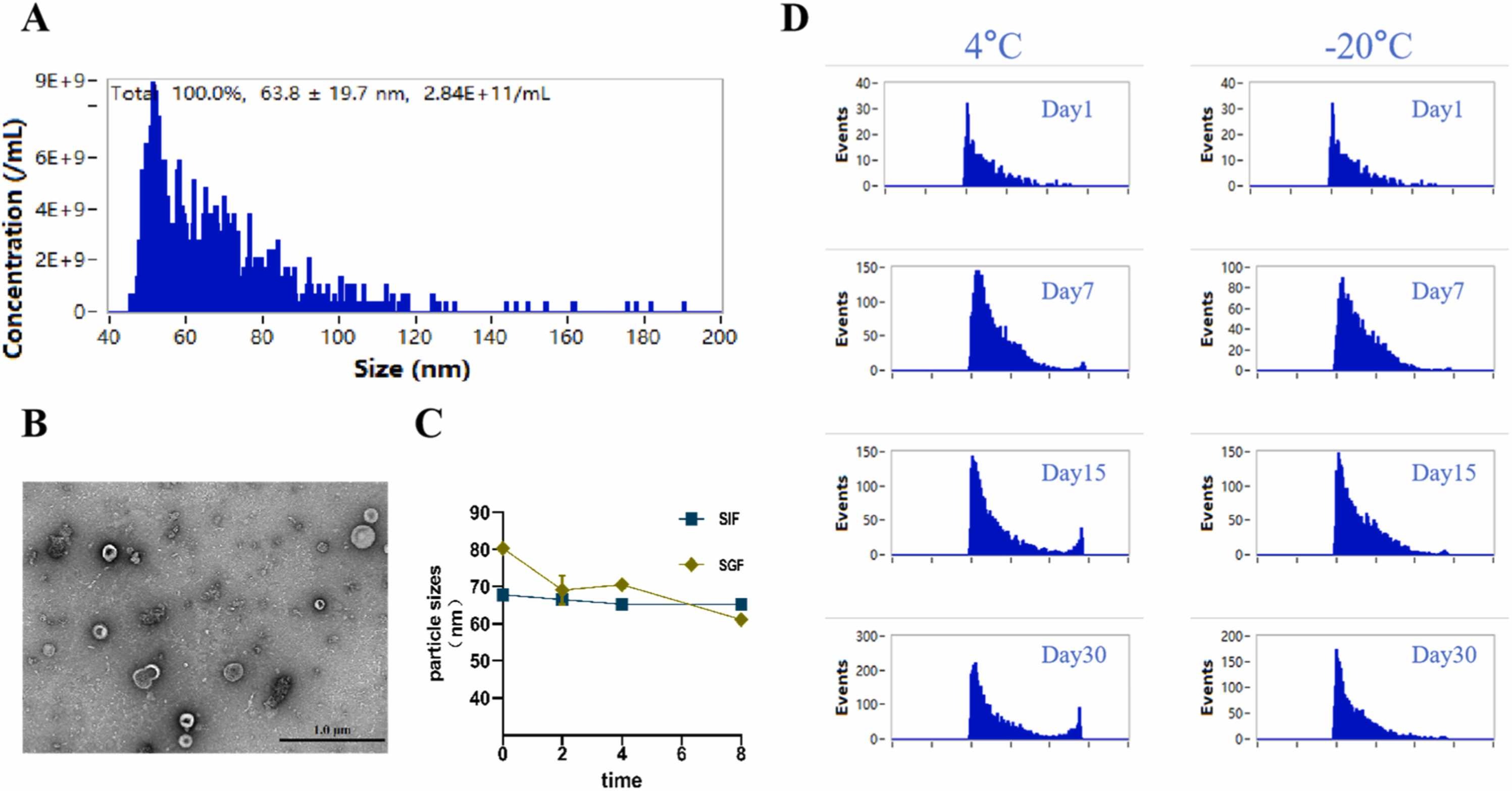 Characterization of Centella asiatica-derived nanovesicles by size distribution, TEM imaging, particle stability over time, and storage conditions.